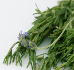 Hierba Lavanda - Imagen 2