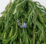 Hierba Lavanda - Imagen 3