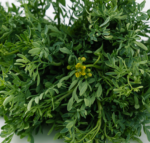 Hierba Ruda - Imagen 2