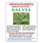 Salvia