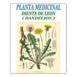 Diente de Leon