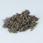 Salvia