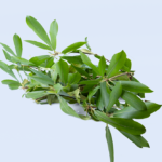 Lucky Leaves