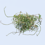 Verbena